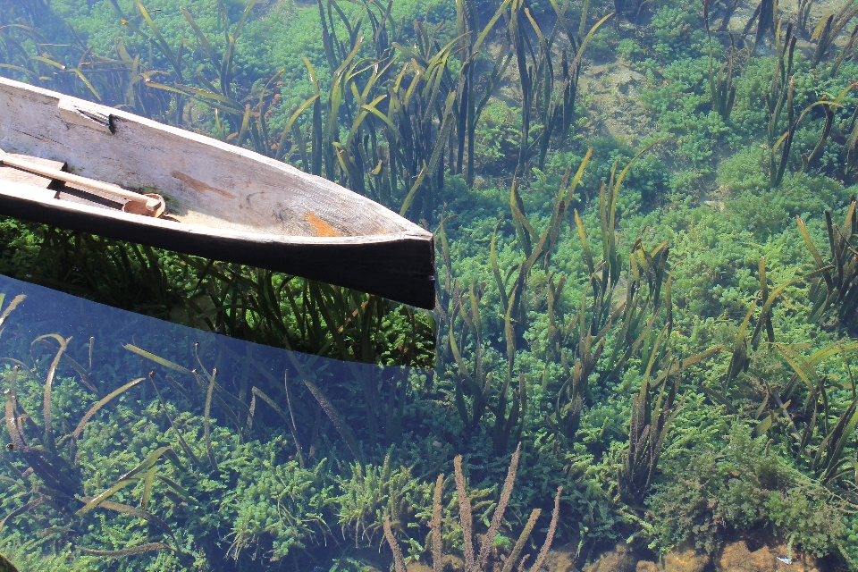 água floresta região selvagem
 barco