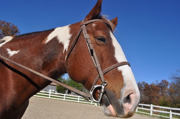 Horse rein mammal stallion Photo