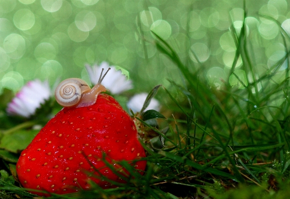 Foto Alam hutan rumput cabang