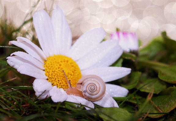 自然 森 草 花 写真