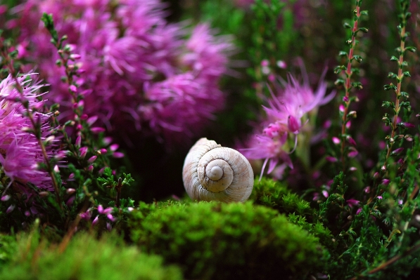 自然 森 草 花 写真