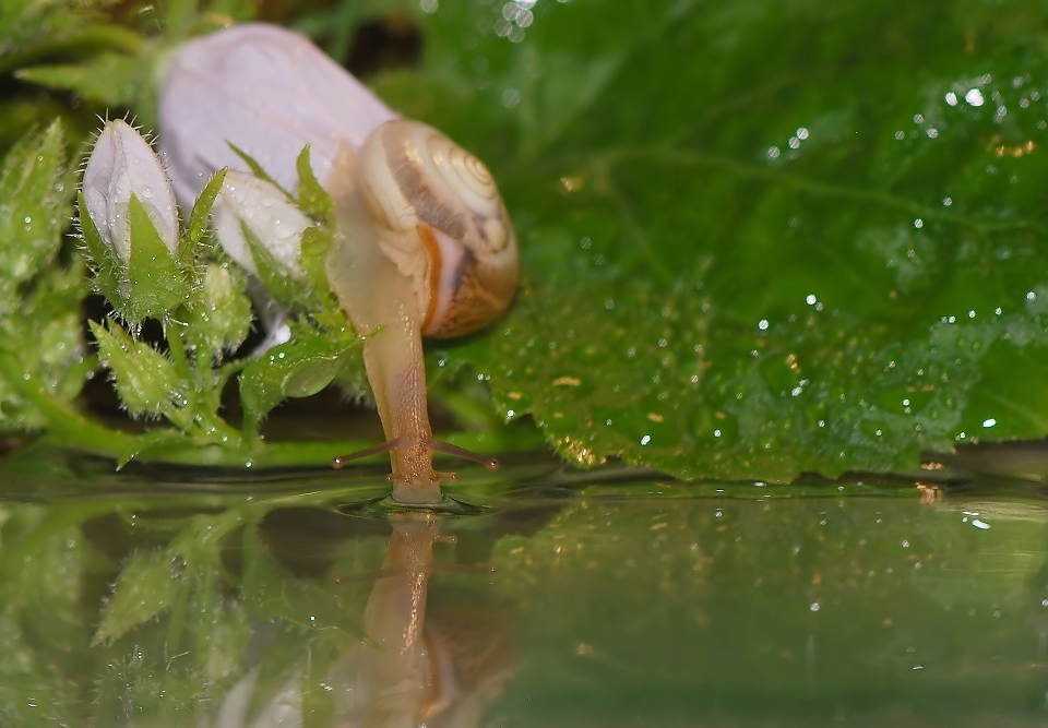 水 自然 森林 草