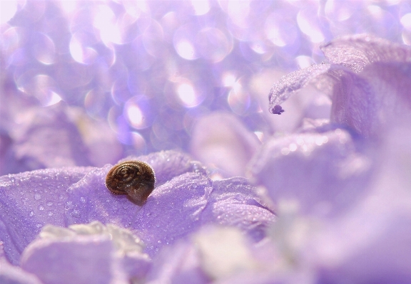 水 自然 森 草 写真