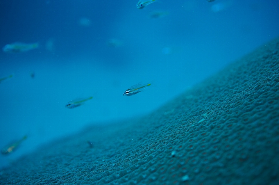 海 海洋 潜水 水下