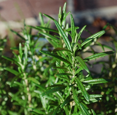 草 植物 花 緑 写真