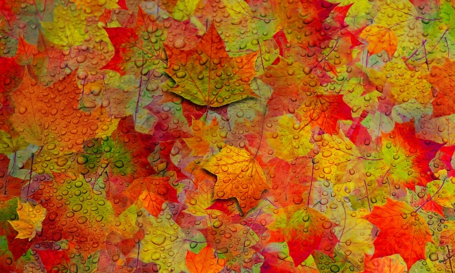 Foto Albero pianta foglia fiore