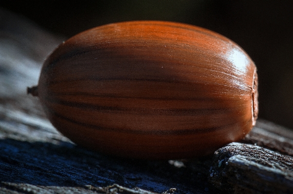 Baum natur holz fotografie Foto