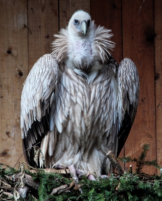 Bird wing wildlife zoo Photo