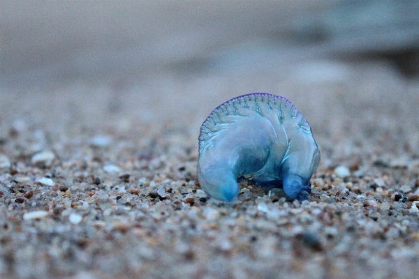 Beach sea nature sand Photo