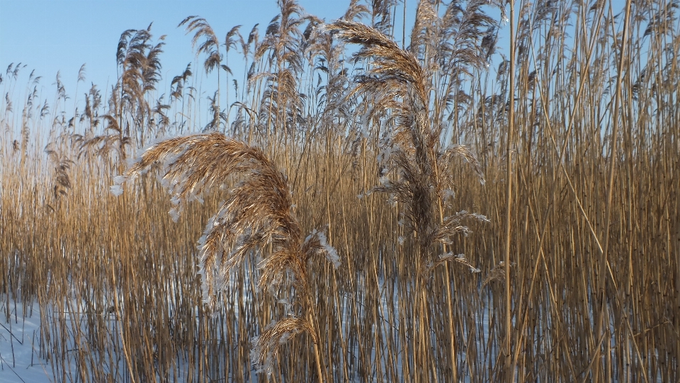 木 自然 草 沼地
