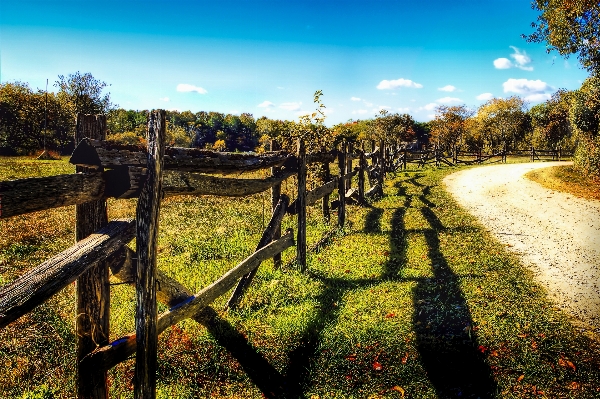 風景 木 自然 森 写真