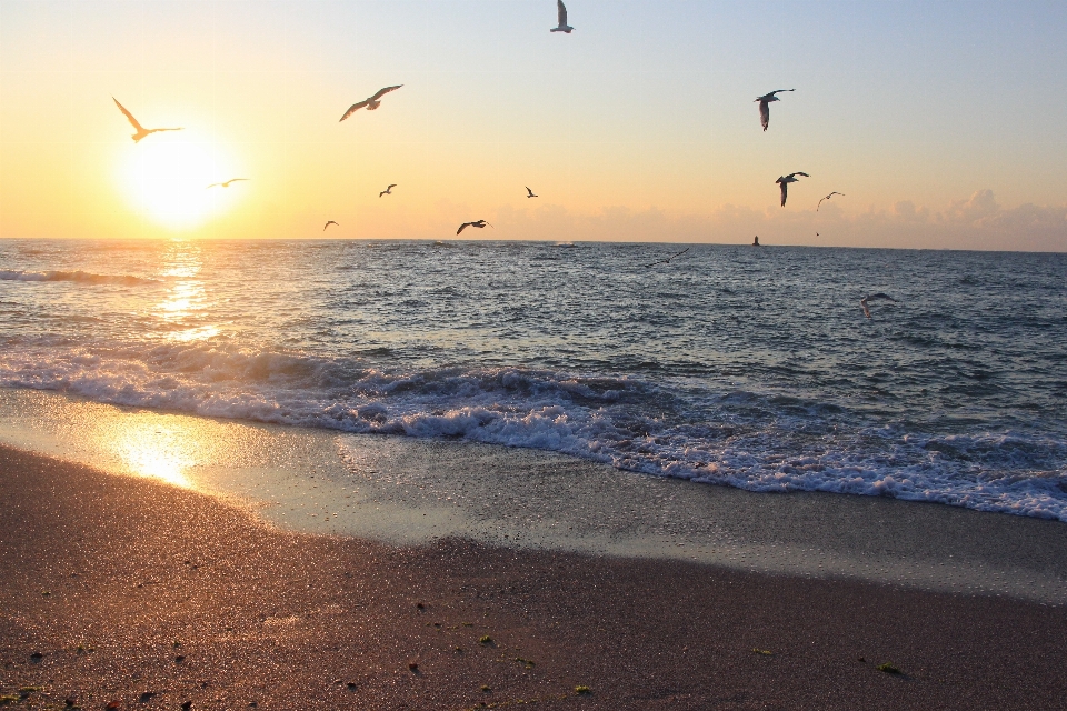 Beach sea coast nature