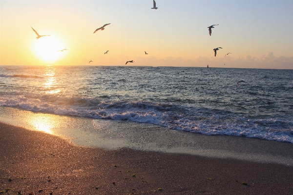 Beach sea coast nature Photo