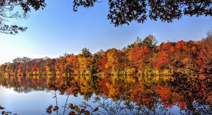 Landscape tree nature forest Photo