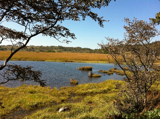 Landscape tree nature marsh Photo