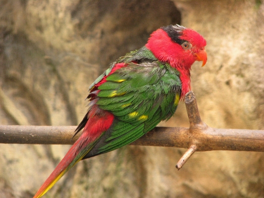 Bird cute wildlife wild Photo