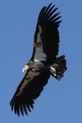 自然 鳥 羽 飛行 写真