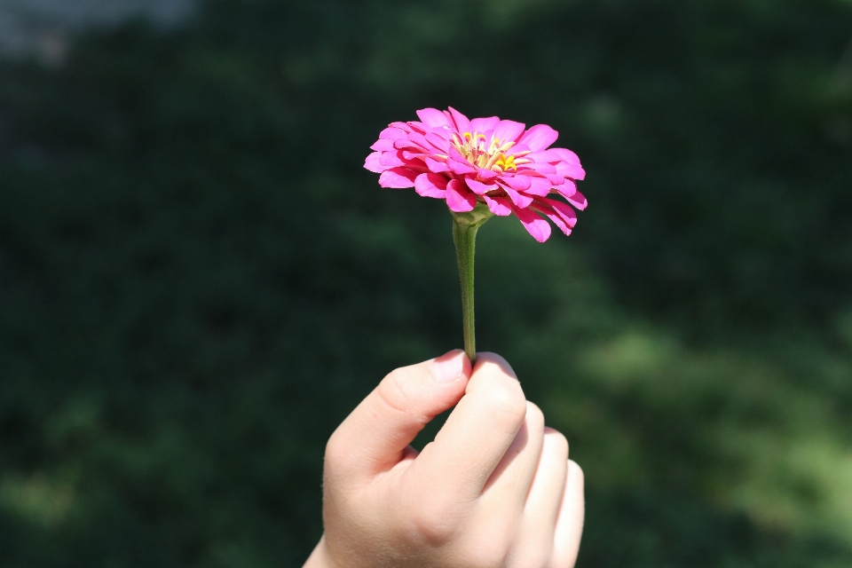 Hand nature grass blossom