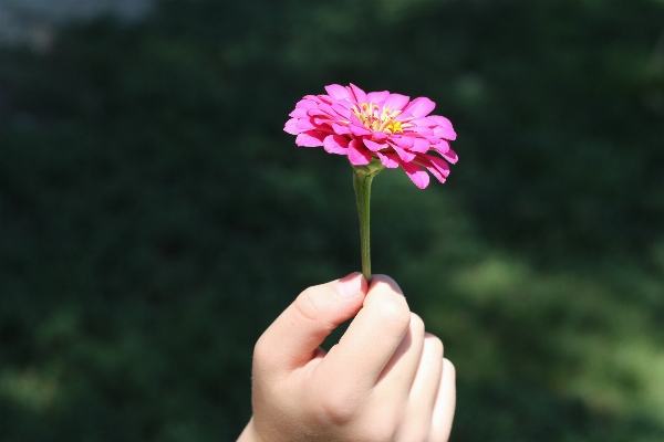 Hand nature grass blossom Photo