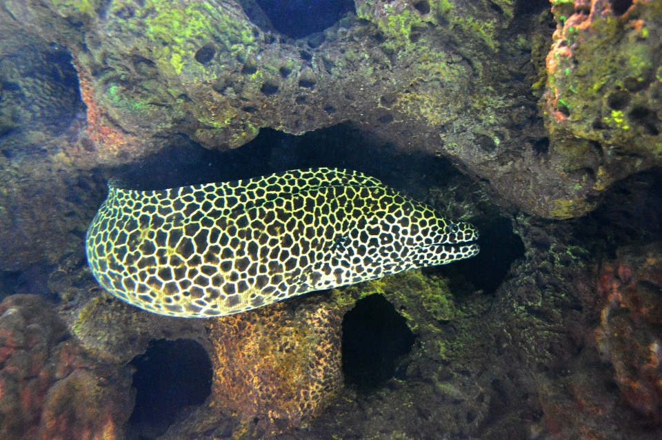 海 海洋 動物 野生動物