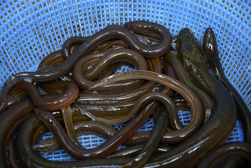 青 爬虫類 魚 動物