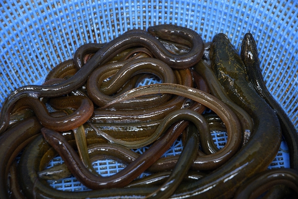 青 爬虫類 魚 動物 写真