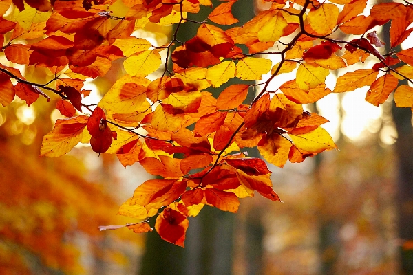 Baum natur wald zweig Foto