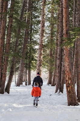 Tree nature forest wilderness Photo