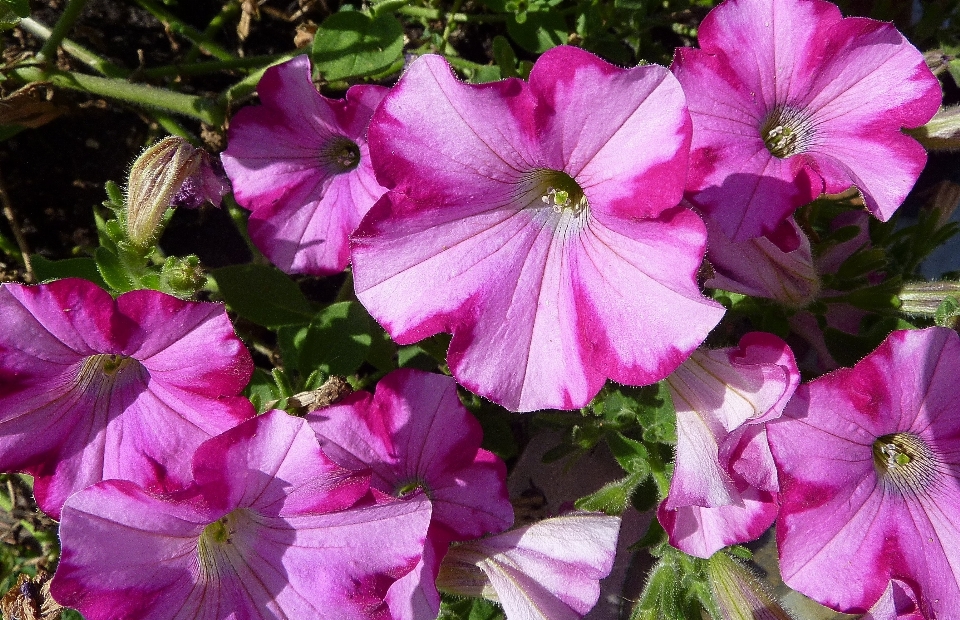 花 植物 花弁 ピンク