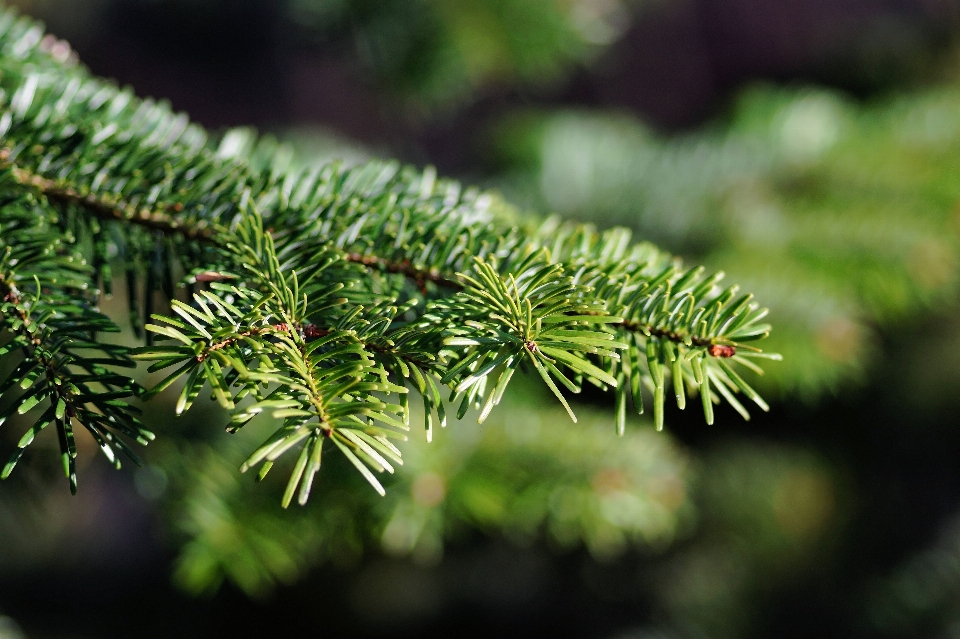 Baum natur gras zweig