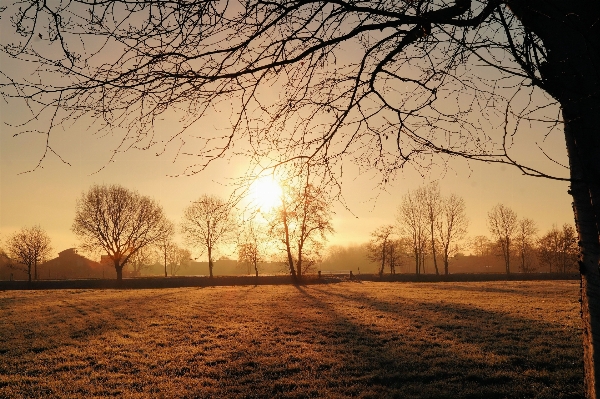 Foto Paisagem árvore natureza filial