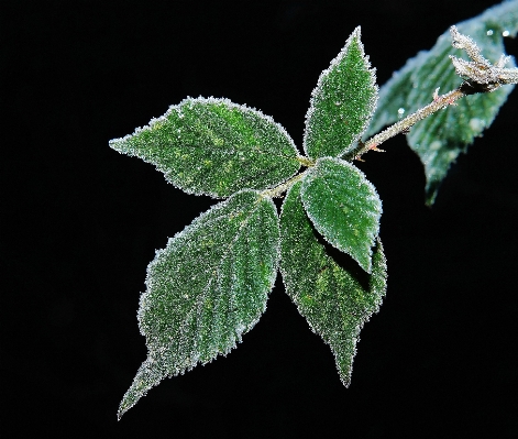 Tree nature branch cold Photo