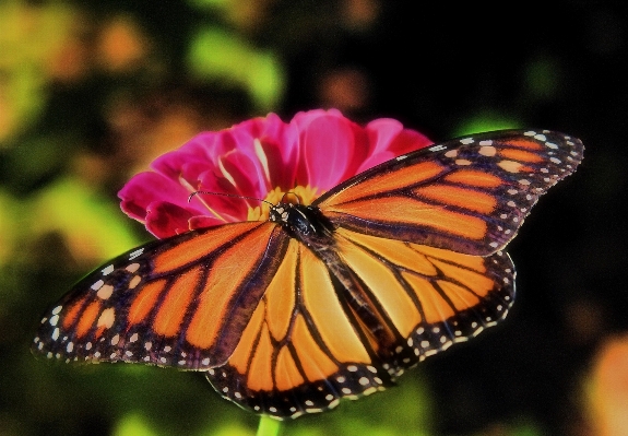 Nature flower petal summer Photo