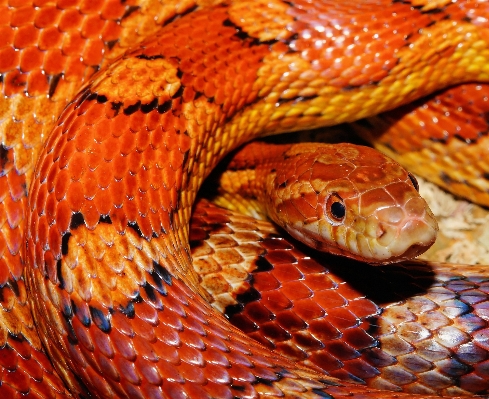 Foto Arancia ritratto piccolo rettile