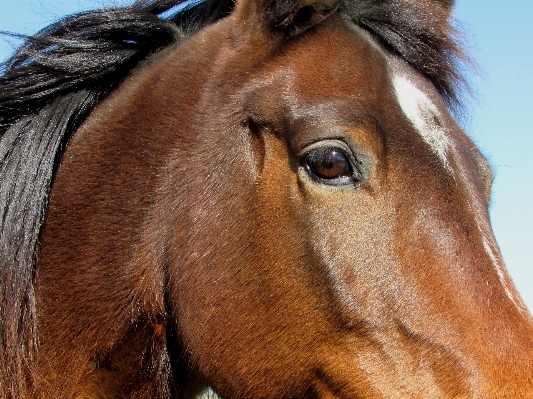 Animal portrait pasture horse Photo