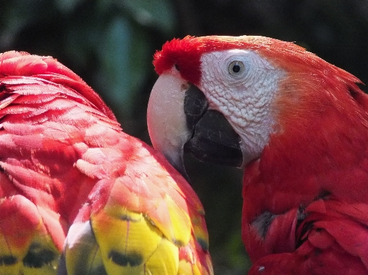 Bird red beak fauna Photo