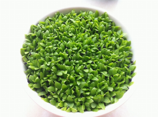 Grass plant food green Photo