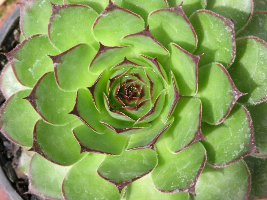 Nature cactus growth plant Photo