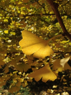 Tree nature forest branch Photo