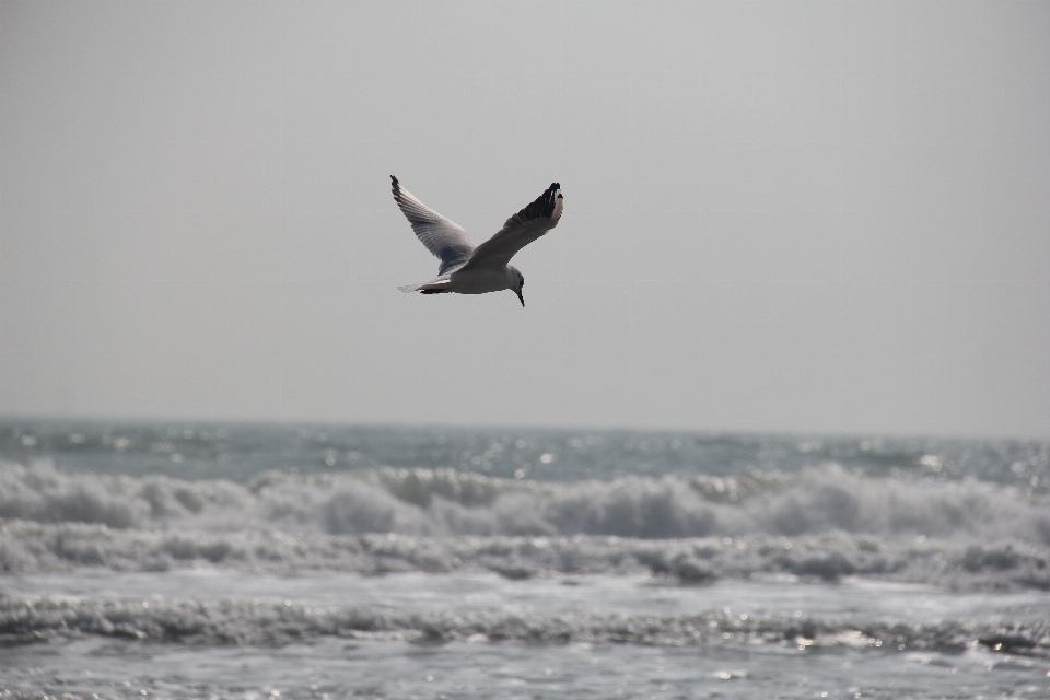 海 鳥 空 波