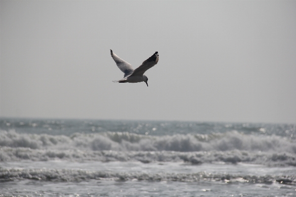 Sea bird sky wave Photo