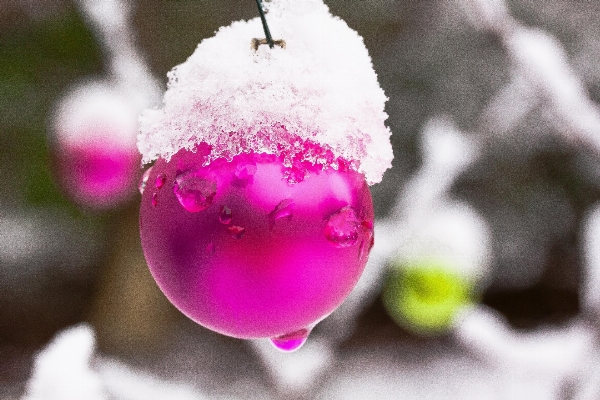 ブランチ 花 雪 寒い 写真