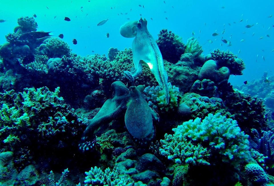 Mar oceano mergulhando embaixo da agua