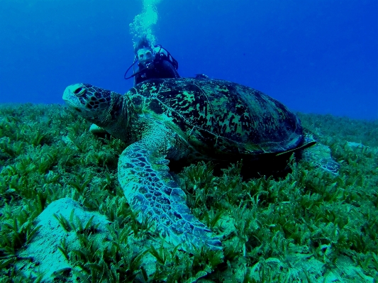 Sea animal diving underwater Photo