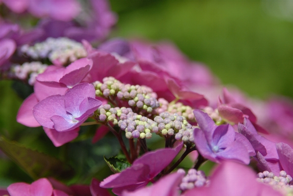 Nature blossom plant leaf Photo