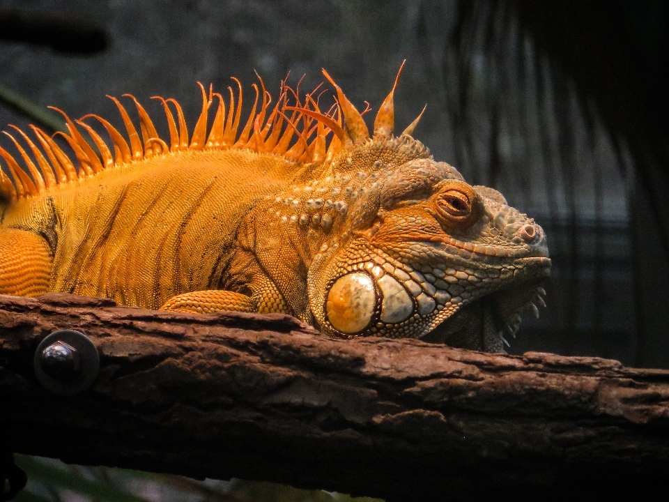 Satwa margasatwa reptil iguana