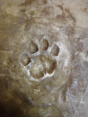 Sand rock texture footprint Photo