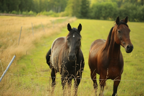 Grass meadow prairie countryside Photo