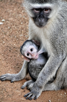 Animal wildlife mammal baby Photo