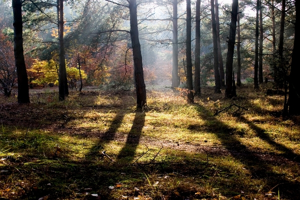 Tree nature forest wilderness Photo